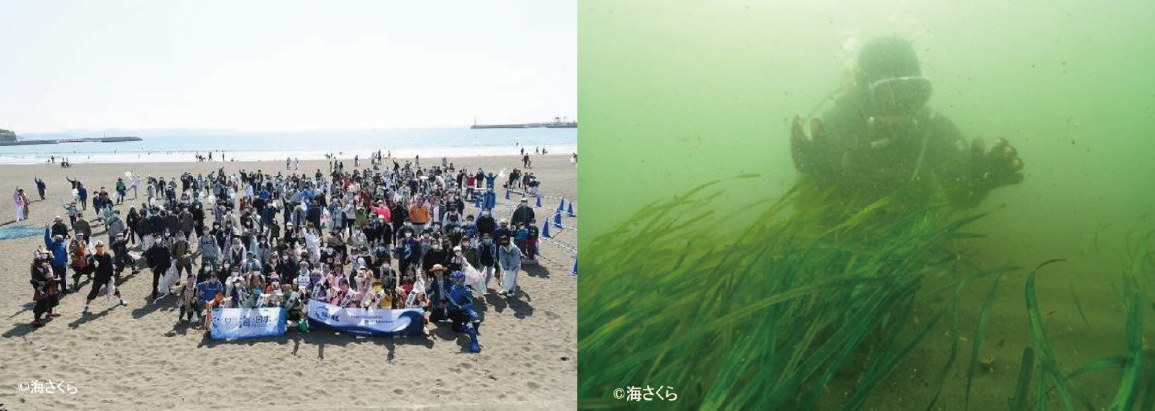 海のためにできること。フェリシモ「海とかもめ部™」が2020年事業年度の基金活動実績を発表のサブ画像2_左：第168回海さくらゴミ拾い　右：海底に森（アマモ場）を創るプロジェクト
