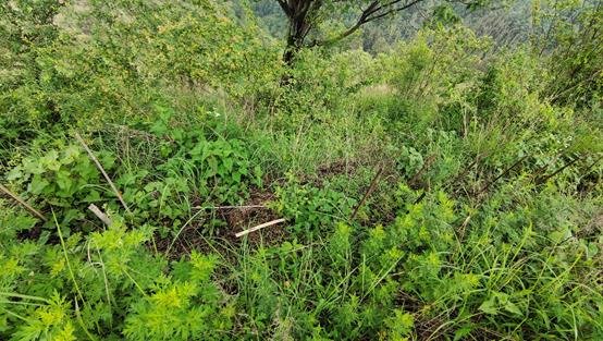 山田養蜂場の植樹活動 コロナ禍でも継続　中国雲南省の山火事による荒廃地に2万本を植樹のサブ画像2_▲昨年の植樹場所。この1年で苗木がよく育っています。