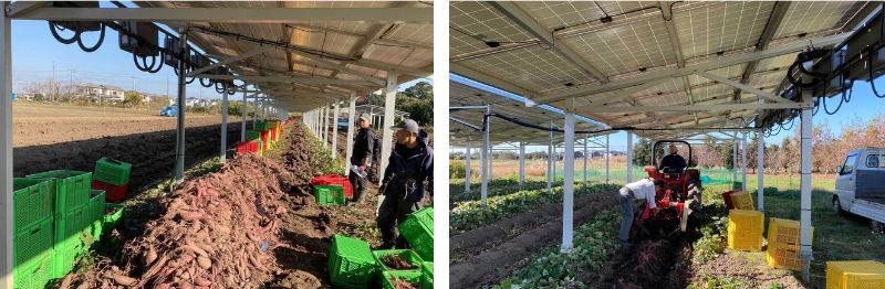 自分が排出したCO2を削減！「セルフカーボンオフセット」実現を目指した新サービス『グリーンワット』販売開始【スマホで買える太陽光発電所 CHANGE(チェンジ)】のサブ画像7_ソーラーシェアリングの農作業風景