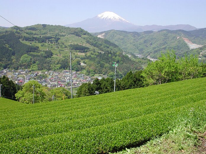 元湯　森の湯　夏限定「箱根山麓紅茶の湯」開催！紅茶の香りでリラックス♪のメイン画像
