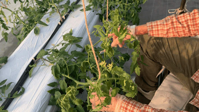 【５度目のクラファン即時達成】小規模農家が地元企業に力を借り、規格外トマトで『濃厚芳醇とろけるケチャップ』を開発！そして世界へ挑戦！のサブ画像10