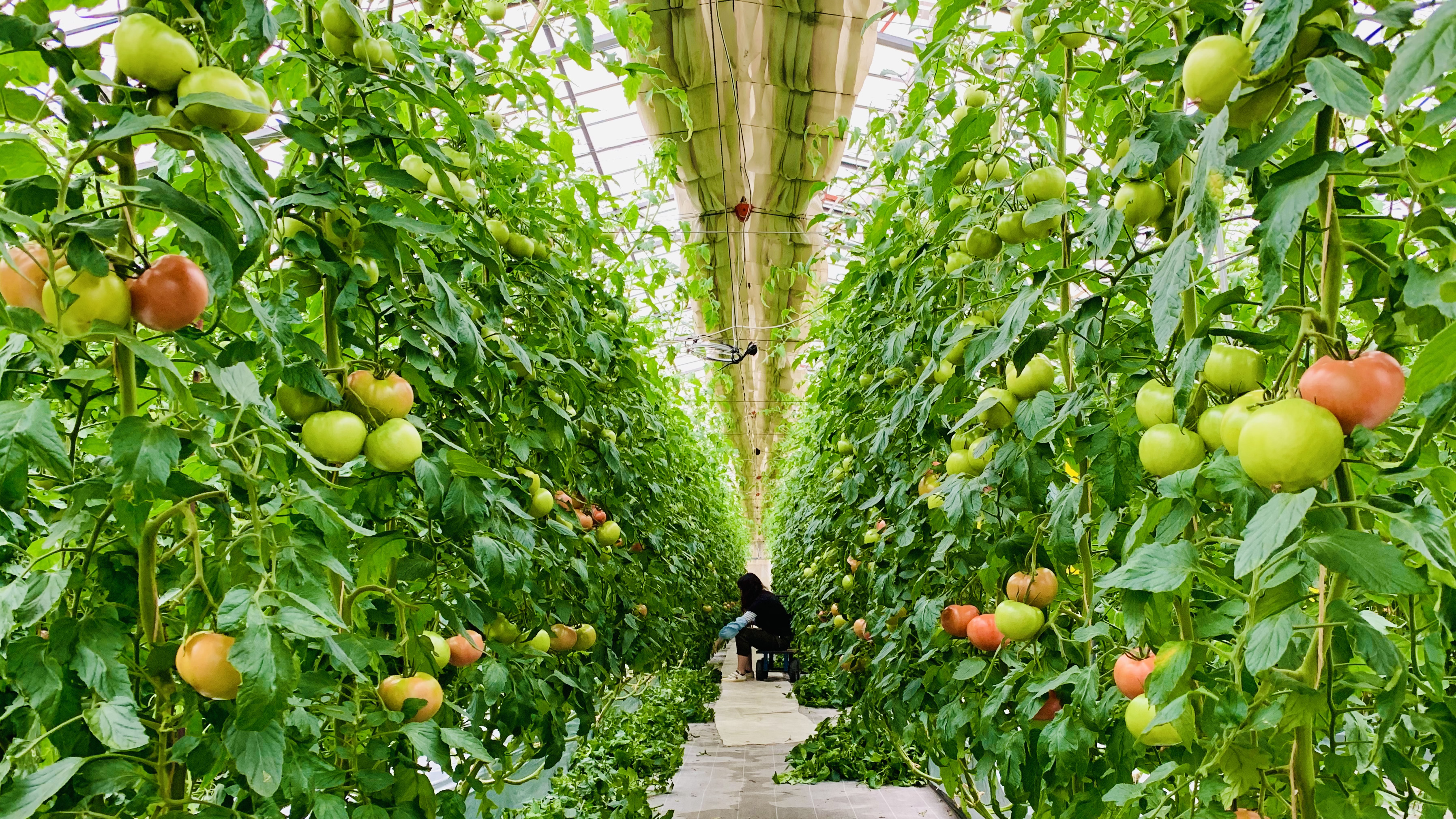 【５度目のクラファン即時達成】小規模農家が地元企業に力を借り、規格外トマトで『濃厚芳醇とろけるケチャップ』を開発！そして世界へ挑戦！のサブ画像5