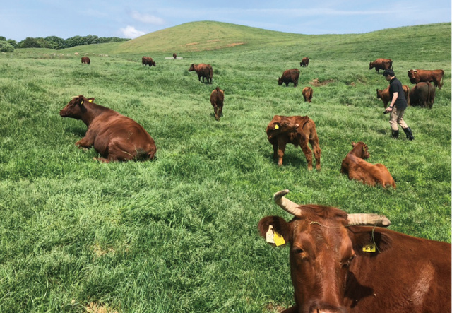 【食のサステナビリティ】コロナにより打撃を受ける伝統和牛「いわて山形村短角牛」​の生産者支援　Makauakeで限定販売のサブ画像3