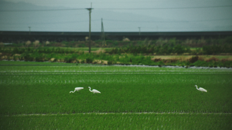 佐賀市・「シギの恩返し米」協議会、サザビーリーグ、WWFジャパンが生物多様性に配慮した米づくりプロジェクトを開始！のメイン画像