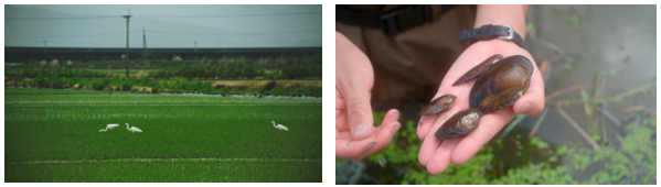 佐賀市・「シギの恩返し米」協議会、サザビーリーグ、WWFジャパンが生物多様性に配慮した米づくりプロジェクトを開始！のサブ画像1_佐賀市東与賀地区の水田風景（左）。タナゴ類の産卵母貝となる二枚貝（右）。