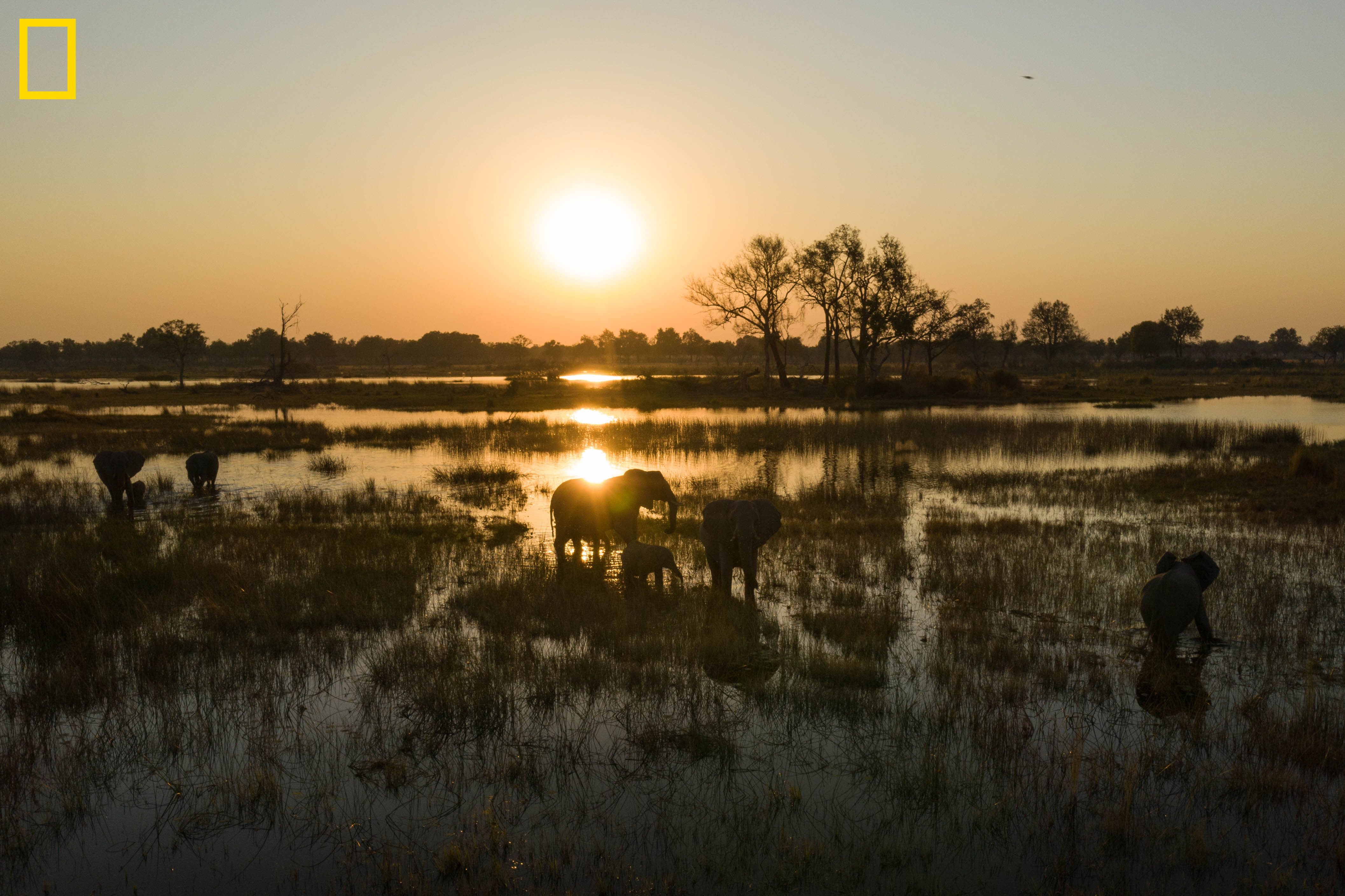 デビアスとナショナルジオグラフィック 自然の驚異を保護すべく パートナーシップを締結のサブ画像1_Photo by Chris Boyes - National Geographic Okavango Wilderness Project.