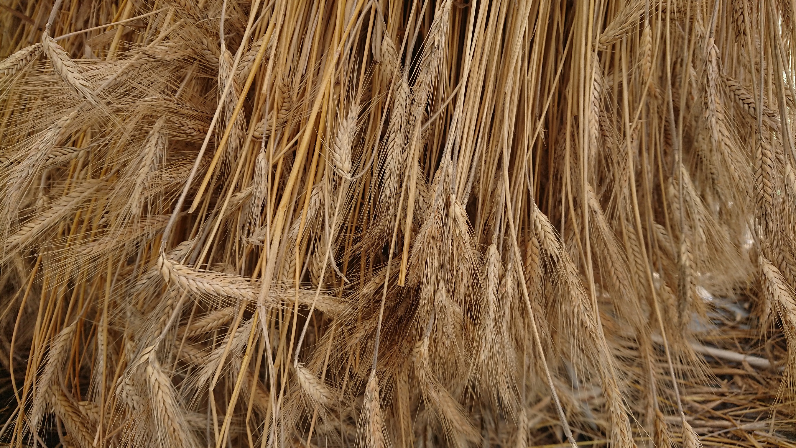 地域の障がい者施設が手作業で作る「麦ストロー」をレストランに導入のサブ画像3_乾燥中のライ小麦