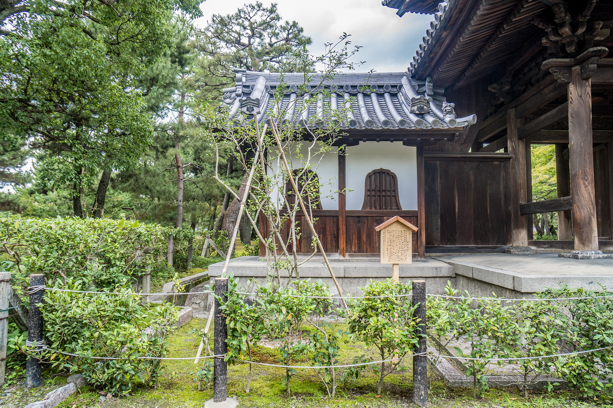風神雷神をかたどったオチャノキ、800年ぶりに故郷の京都建仁寺へ還る。のサブ画像5_4m近くあるオチャノキ。ここまで大きなものは日本国内ではとても珍しい。