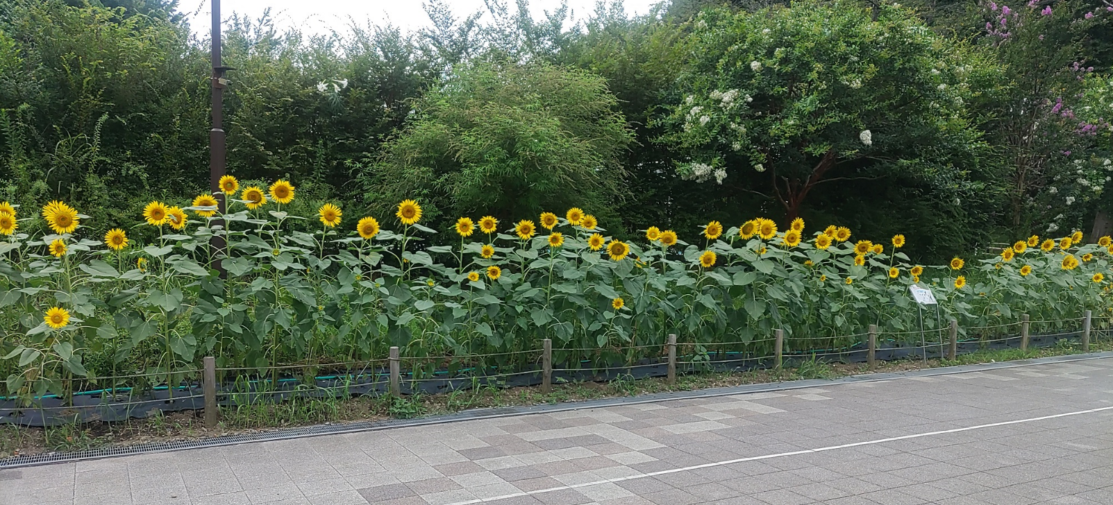 神奈川県立保土ヶ谷公園の花壇ボランティア活動についてのサブ画像1