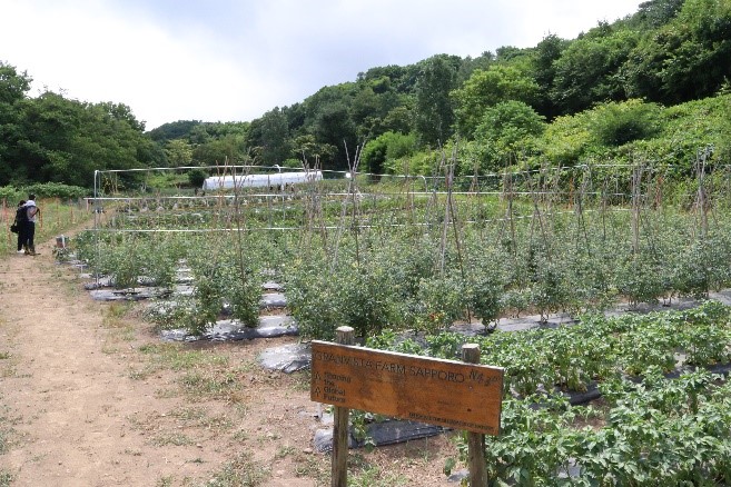 【札幌パークホテル】自然栽培自社農園『グランビスタファーム サッポロ』の取り組みについて　農薬や肥料不使用の採りたて野菜を使用したメニューが、期間限定で登場のサブ画像1