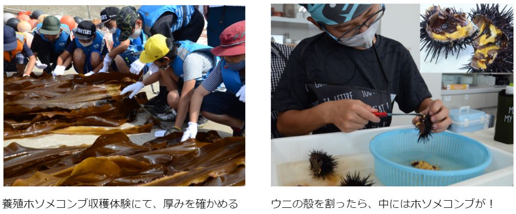 小学生12人が北海道の離島・奥尻島で海の学び／2021年8月5日～6日開催　奥尻島ホソメコンブ調査隊～海と日本プロジェクト～のサブ画像3