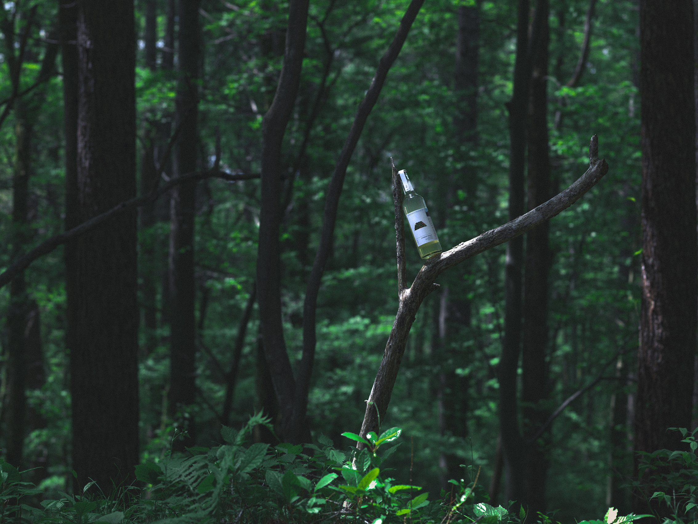 “木を飲む”という新体験 、木の食用化を目指すブランド「木(食)人」ローンチのサブ画像3