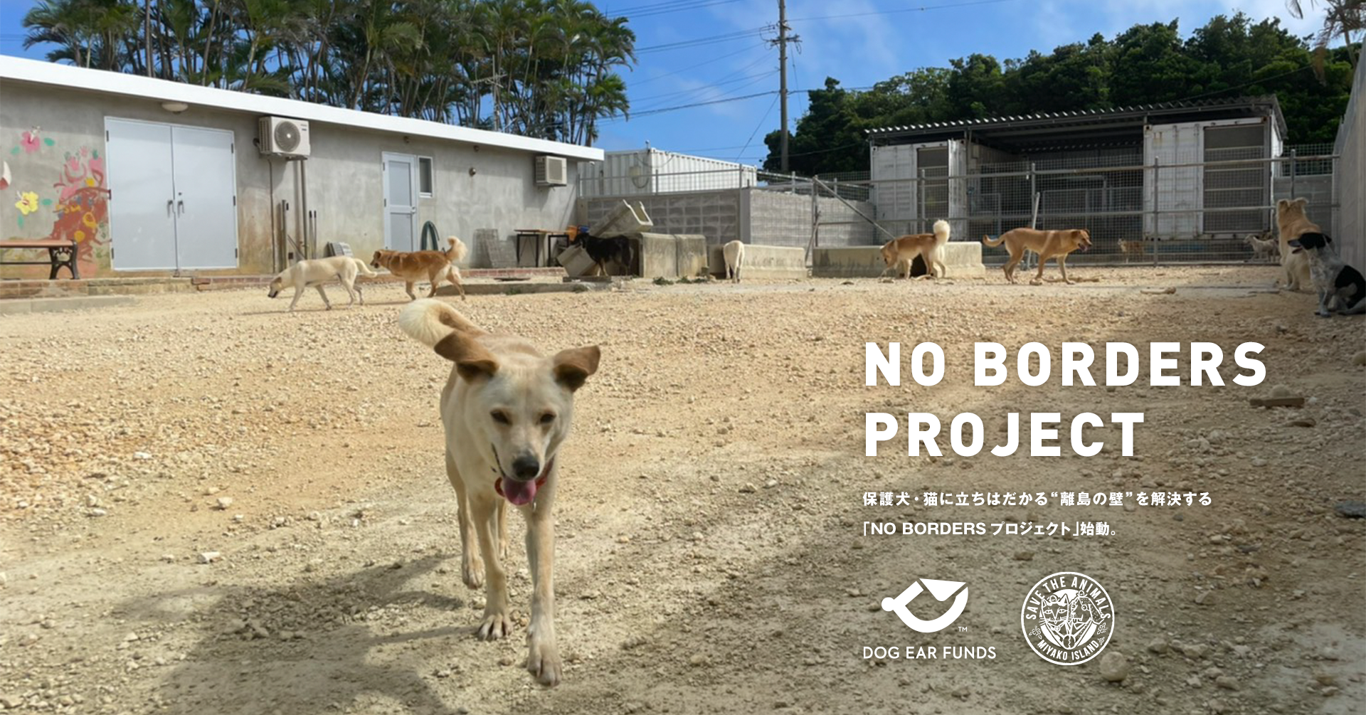 NPO法人「DOG EAR FUNDS」と犬猫の保護団体「宮古島 SAVE THE ANIMALS」との協働により保護犬・猫に立ちはだかる“離島の壁”を解決する「NO BORDERSプロジェクト」始動のサブ画像1