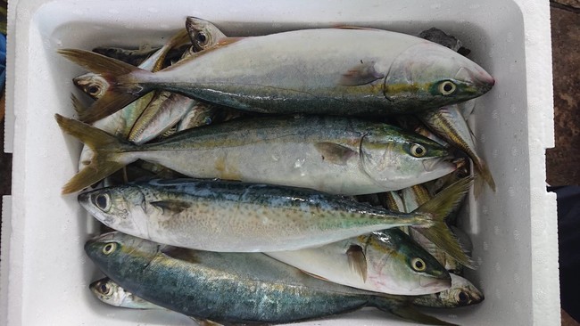 市場に出ない未利用魚を活用した「漁師のまかない飯セット」、鮮魚アプリのSAKAMAで販売開始！のサブ画像2_未利用魚