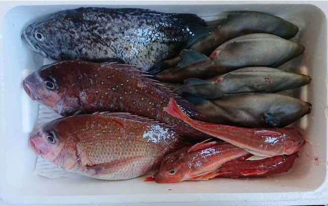 市場に出ない未利用魚を活用した「漁師のまかない飯セット」、鮮魚アプリのSAKAMAで販売開始！のサブ画像3_詰め合わせイメージ