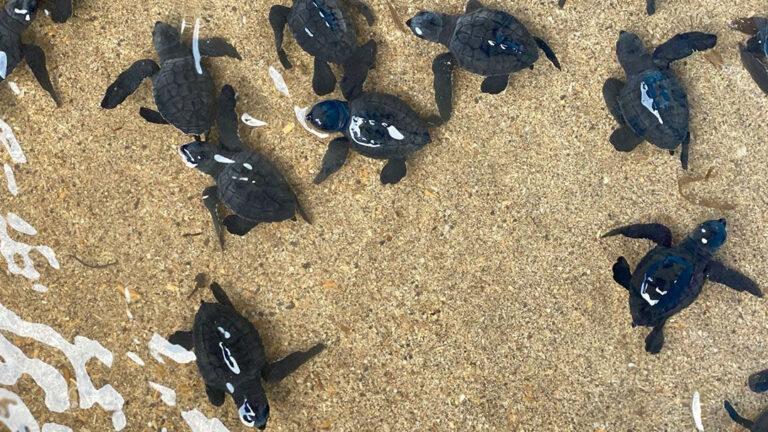 【ホテル・ニッコー・バリ べノア ビーチ】バリ島のホテルビーチで孵化したウミガメの赤ちゃんを放流のメイン画像