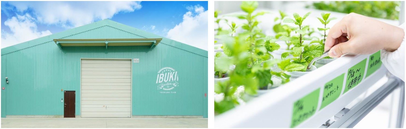屋内農園型障がい者雇用支援サービス「IBUKI」、大阪府では４拠点目となる「IBUKI OSAKA KADOMA FARM」を10月1日開設のサブ画像1_（画像左）IBUKI外観イメージ：IBUKI YOKOHAMA FARM