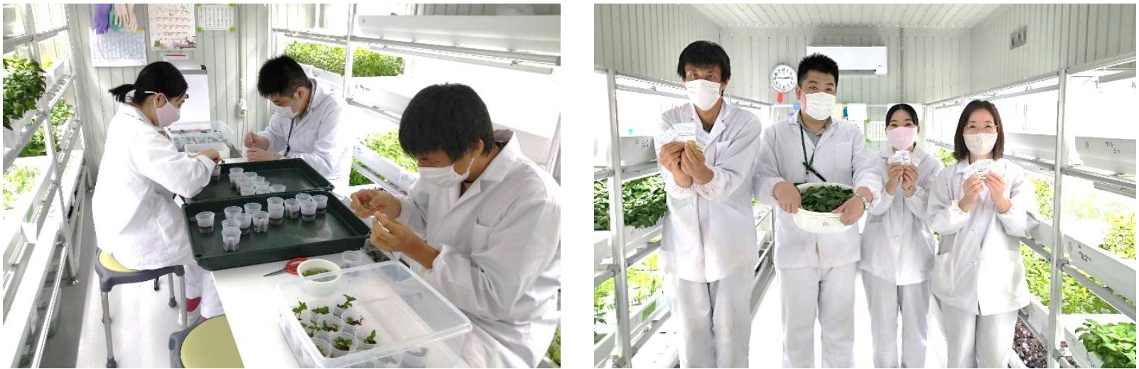 屋内農園型障がい者雇用支援サービス「IBUKI」、大阪府では４拠点目となる「IBUKI OSAKA KADOMA FARM」を10月1日開設のサブ画像3_大和リース社員の働く様子