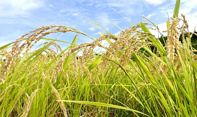 『里海里山ウィークス２０２１』10月23日(土)～11月7日(日)開催のサブ画像3_循環型農業の美味しいお米「めぐりん米」