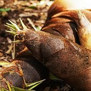 オタネニンジンエキスとタケノコ皮エキスが贅沢なうるおいとハリ・キメを叶える“植物まるごと” 保水美容液「NEMOHAMO DEEP GEL」9 月22 日（水）新発売のサブ画像8