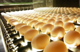 SFAとISE Foods Holdings　地元の卵生産を強化するための最新施設の開発に関するMOUを締結のサブ画像3