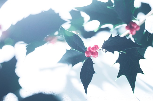 クリスマスの準備は幸せを招くヒイラギの香りから　BOTANIST PREMIUM初　限定の香りコフレが11月1日より発売開始のサブ画像2