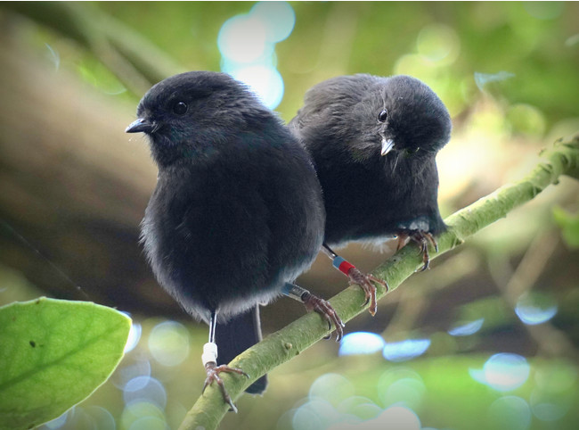 ニュージーランド発ナチュラルデイリーケアブランド「ecostore」から、NZで絶滅の危機に瀕する鳥のイラストが描かれた限定デザインのハンドウォッシュが登場！のサブ画像2