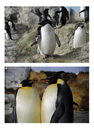 『こどもたちのSDGs』 ポピンズ×和歌山県アドベンチャーワールド 連続企画第2弾「ペンギンの生態を生中継」締切迫る！のサブ画像1