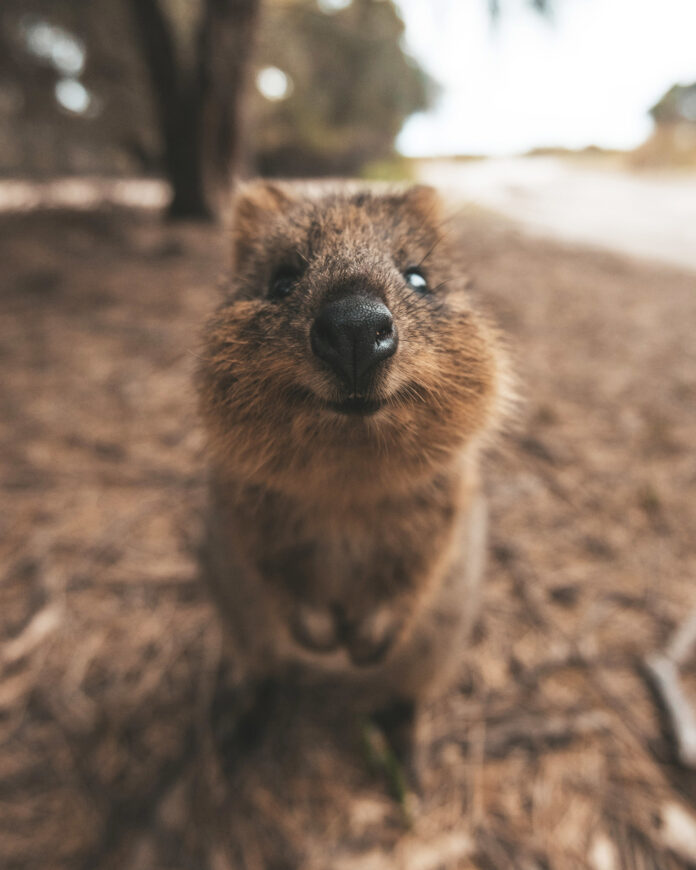 【アフターコロナの旅の予習　西オーストラリア州最新情報！】世界一しあわせな動物“クオッカ”のお墨付き！コンシャストラベルにぴったりなエコアイランド「ロットネスト島」のメイン画像
