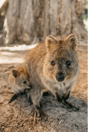 【アフターコロナの旅の予習　西オーストラリア州最新情報！】世界一しあわせな動物“クオッカ”のお墨付き！コンシャストラベルにぴったりなエコアイランド「ロットネスト島」のサブ画像2