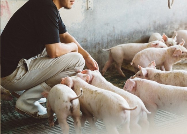 日本初、ブランド豚農場発のシングルオリジン化粧品が発売！のサブ画像3