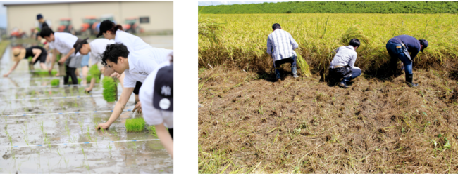 ～食品ロス堆肥で作ったお米を初収穫～　お米の循環型産業プロジェクト本格始動のサブ画像3