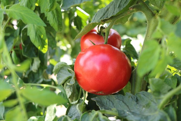 【10月10日はトマトの日】熊本県が日本一の生産量を誇るふぞろいトマトのフードロスを削減したいのサブ画像3