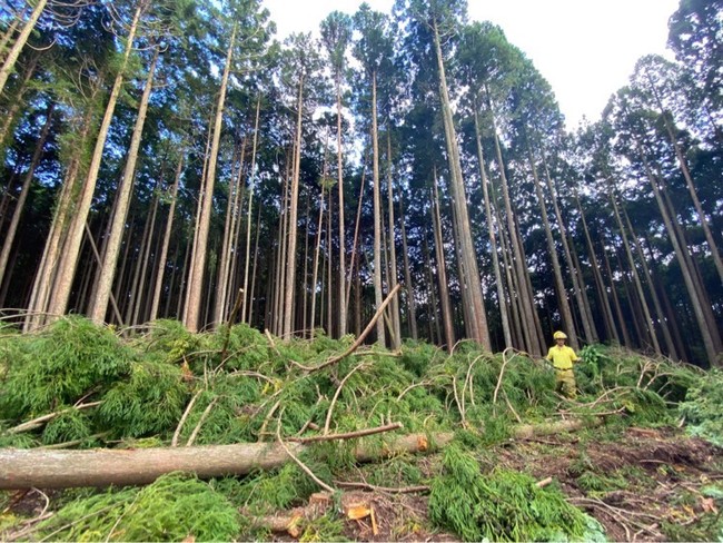 富士山麓の木こりから始まる、森を守るプロジェクトを全国に。森の大切さを次世代に伝える、クリスマスリース・プロジェクトをクラウドファンディングにて開始いたします。のサブ画像2