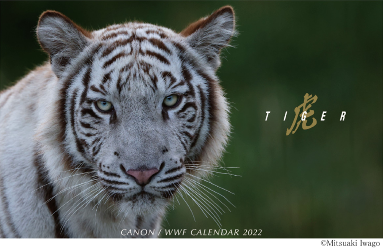 「キヤノン/WWF 岩合光昭カレンダー2022 虎-Tiger-」を制作 WWFジャパン公式オンラインショップ PANDA SHOPより発売しますのメイン画像