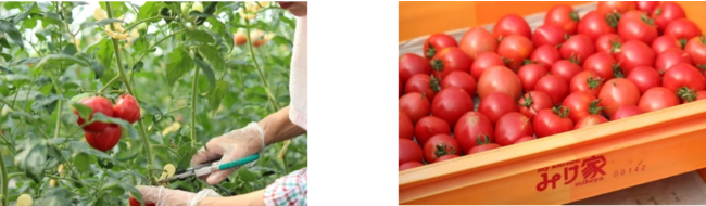 淡路ハイウェイオアシスの人気商品がパッケージリニューアル！自社農園産トマトを100％使用　丁度良いサイズも新登場「淡路島トマト農園のトマトジュース」2種のサブ画像2