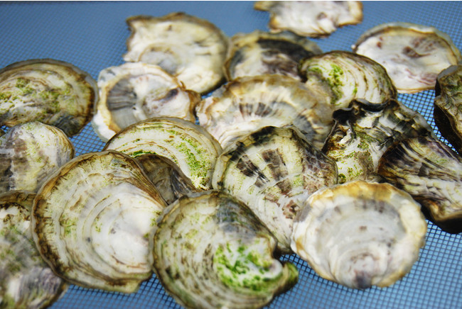 新ブランド『8th sea oyster』2021年11月23日「牡蠣の日」デビューのサブ画像5_世界初！完全陸上養殖の牡蠣