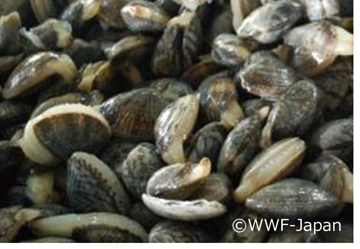 日本向けアサリの主要産地・黄海沿岸域のアサリ漁業が「MSC漁業認証」を取得！のメイン画像
