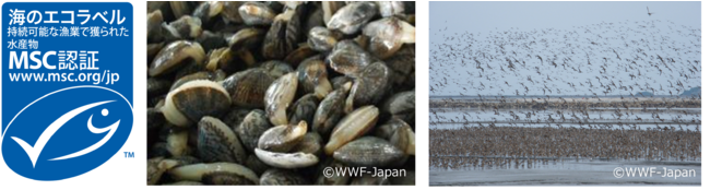 日本向けアサリの主要産地・黄海沿岸域のアサリ漁業が「MSC漁業認証」を取得！のサブ画像1