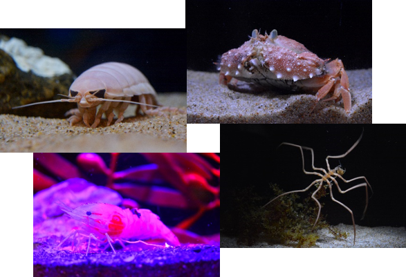 しな水の深海生物展～海の底からこんにちは～のサブ画像3