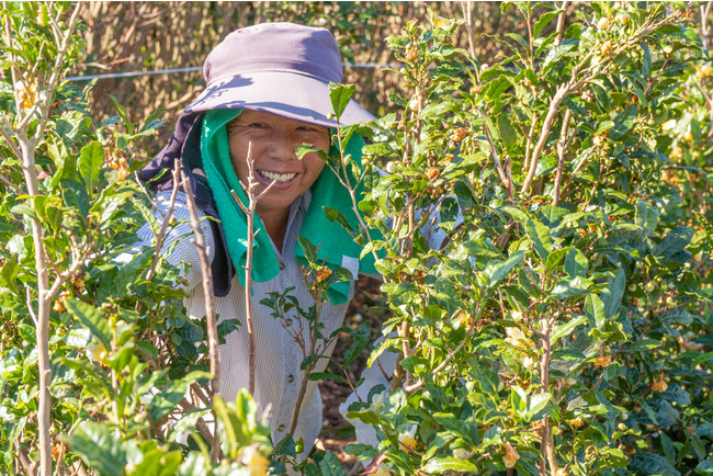 祝！国土交通省「地域づくり表彰 」 最優秀賞受賞「ありのまま春日 」ポップアップ を SAGA MADOで 開催！のサブ画像3_茶の実を収穫する様子