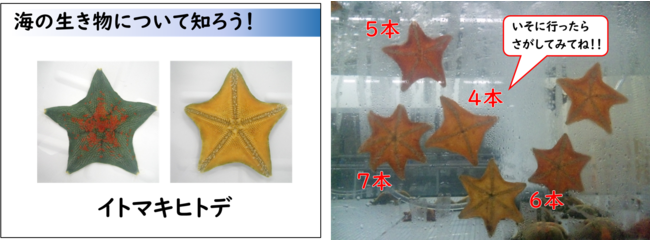 渋谷区立常磐松小学校で「海と日本PROJECT 海の生き物について考えよう！」を開催しました！のサブ画像4