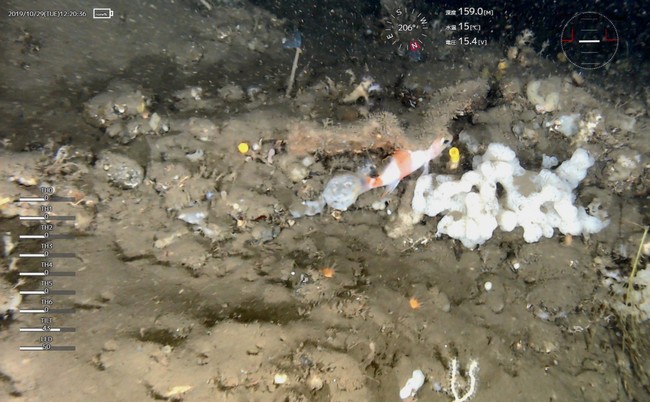 いきものディスカバリー通信vol.8「深海調査・水中ドローン」のサブ画像7_水中ドローンで撮影した画像
