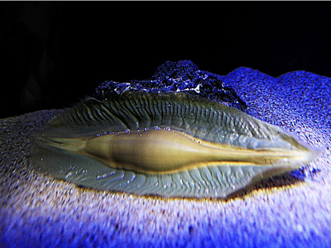 いきものディスカバリー通信vol.8「深海調査・水中ドローン」のサブ画像9_ゾウギンザメの卵