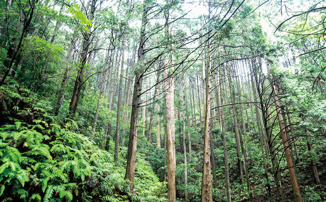 STYLE JAPANより、間伐材を使うことで日本の森を守る「四万十ひのき 立つまな板」発売　温暖化防止にも貢献！のサブ画像3