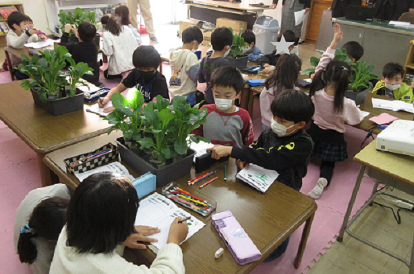 【食育プロジェクト】明日葉が運営する学童で、水耕栽培で育てた小松菜を収穫のメイン画像