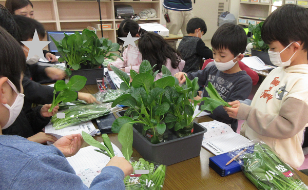 【食育プロジェクト】明日葉が運営する学童で、水耕栽培で育てた小松菜を収穫のサブ画像2_自分が育てた小松菜の葉を観察して記録をつけました。