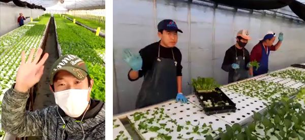 【食育プロジェクト】明日葉が運営する学童で、水耕栽培で育てた小松菜を収穫のサブ画像3_三重県の農場とオンラインで交流。ビニールハウス農場での栽培を見学しました。