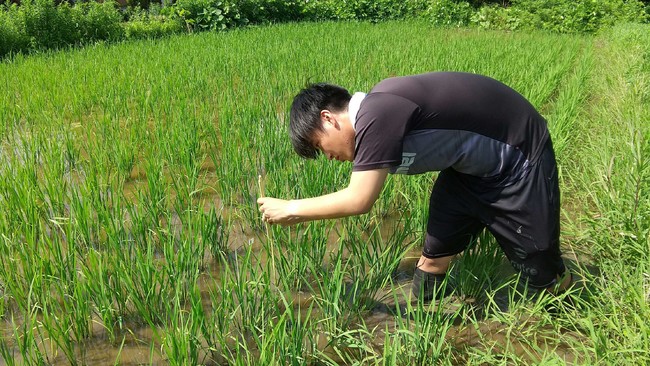 再生水で水稲栽培！秋田高専が酒造好適米を栽培し，特別限定醸造酒に！のサブ画像1_生育調査の様子