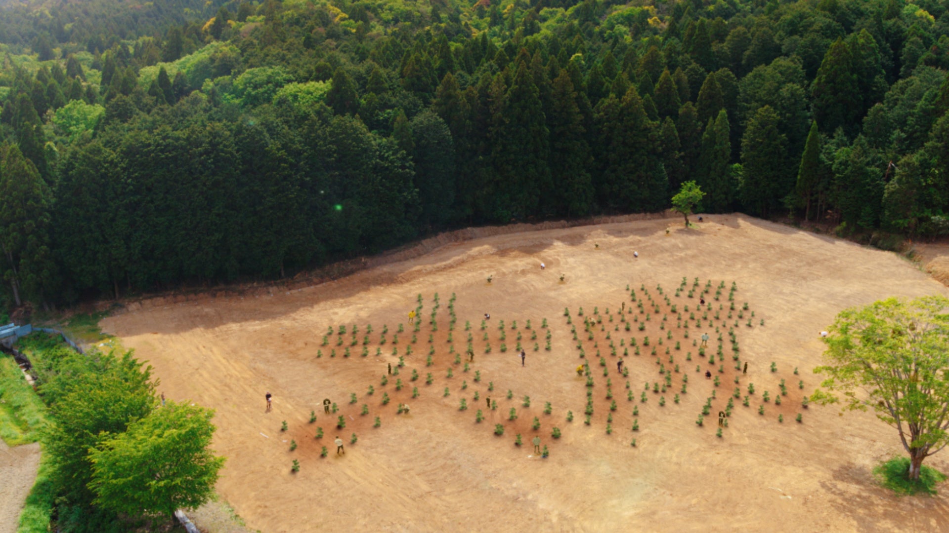 ～総合ビルサービス「大成株式会社」新TVCM～植えた木がオフィス家具に使われる！？小芝風花さん植林を初体験！のサブ画像8